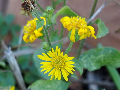 [A close view of three blooms. The bloom facing the camera has its yellow petals fully extended. The other two blooms have the petals folded away from the center and back under themselves. What appears to be individual petals appear to be grouped at the base so it seems each petal has 2-4 petals on it. The center of the bloom is yellow with a thick carpet of stamen.]